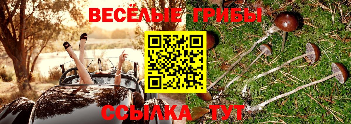 цена наркотик  Вход с VPN  Мегион  Псилоцибиновые грибы Psilocybe  Псилоцибиновые грибы Psilocybe 
